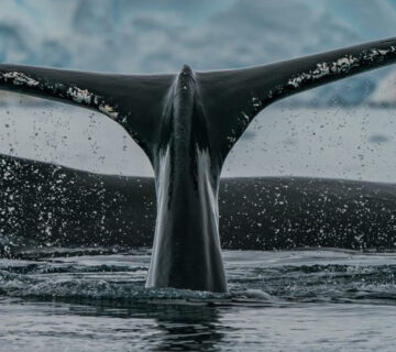 Ballena